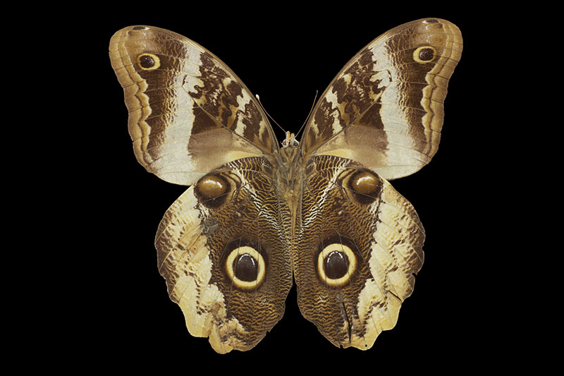 Owl butterfly