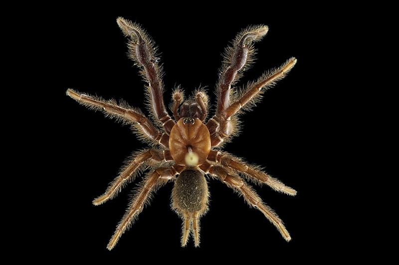 Tunnelweb spider