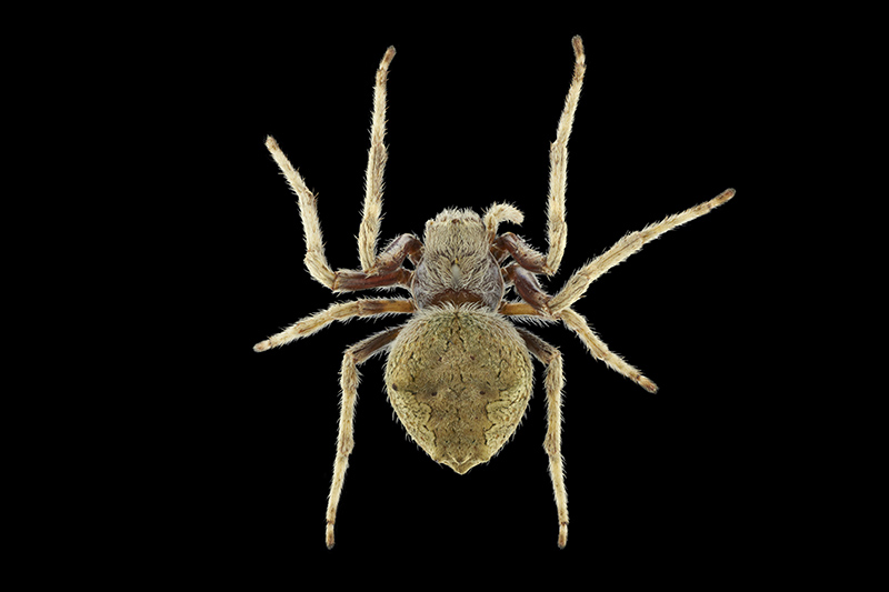 Orbweb spider