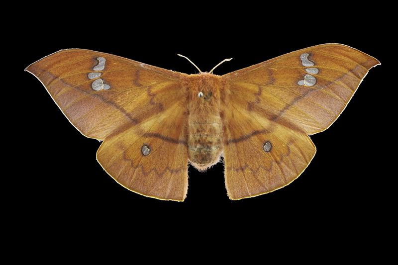 Silk moth