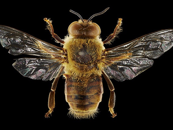 Honeybee drone, 2016. Te Papa Honeybee drone.
