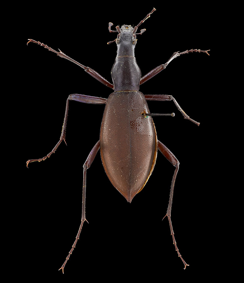 Japanese snail-eating beetle