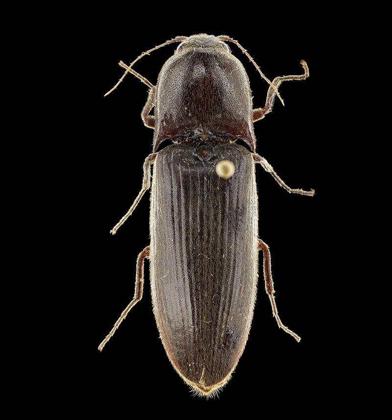 Wakefield’s click beetle