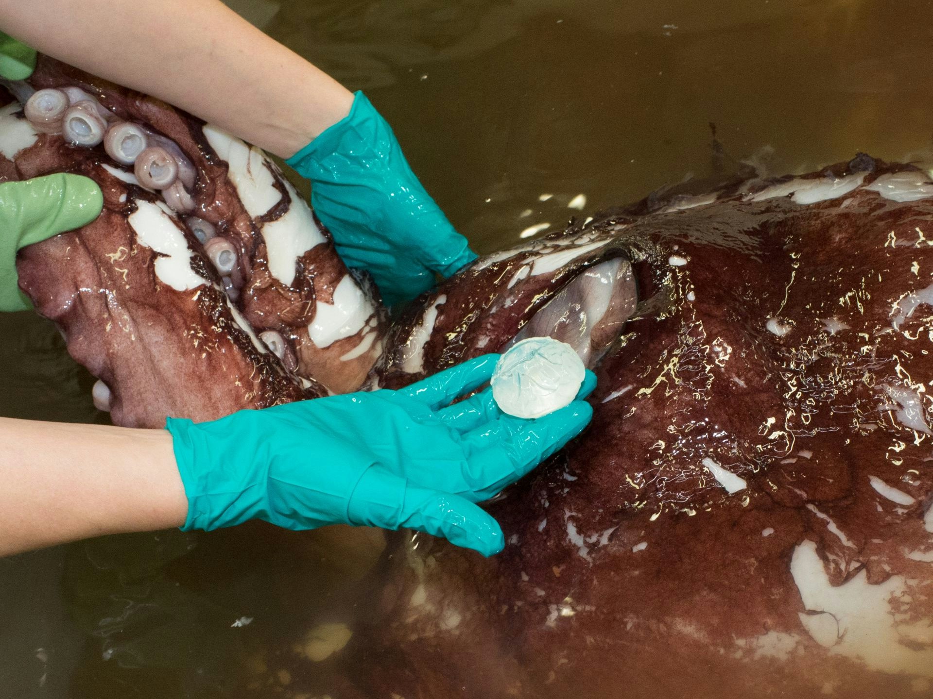 A scientists holds the lens of an eye from a colossal squid, 2014. Photograph by Norm Heke. Te Papa A scientists holds the lens of an eye from a colossal squid