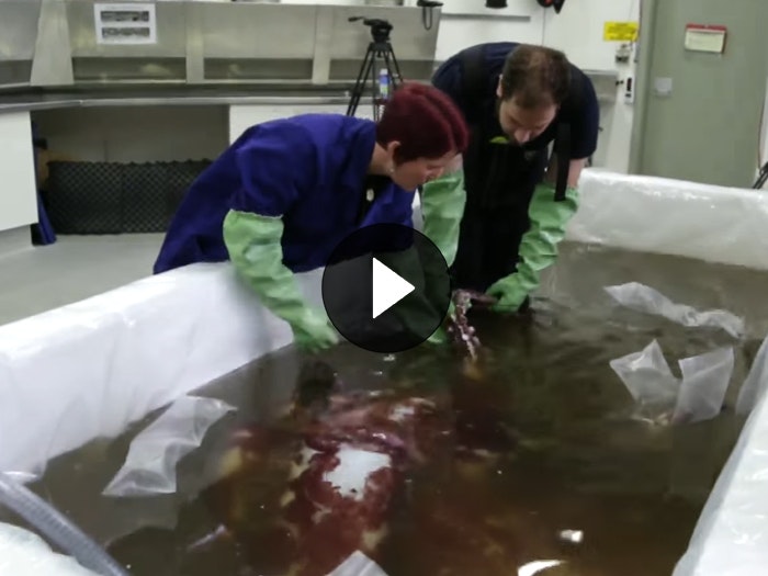 Examining the giant squid, 2014. Te Papa Two scientists examine the giant squid in water