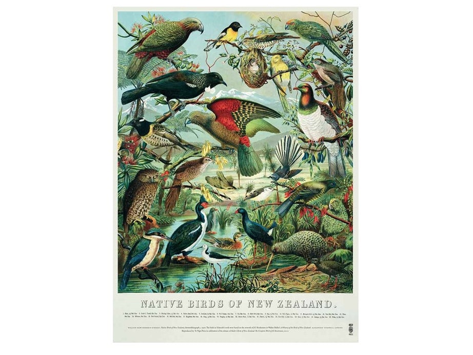 Buller’s Birds of New Zealand Poster Buller’s Birds of New Zealand Poster