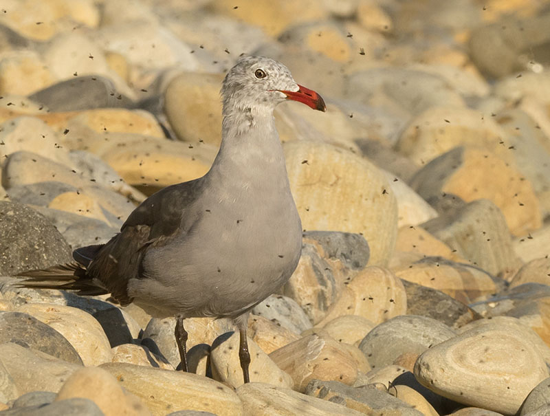 Seagull and sandflies