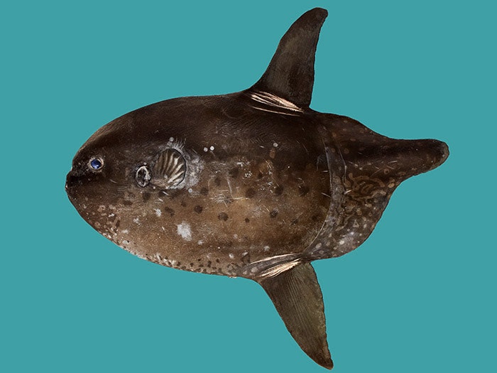 Sharptailed sunfish, Masturus lanceolatus, collected 14 May 2013, Omaha Beach, New Zealand. CC BY-NC-ND licence. Te Papa (P.056054) Image of a whole sunfish specimen