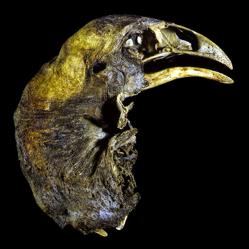 Mummified moa head