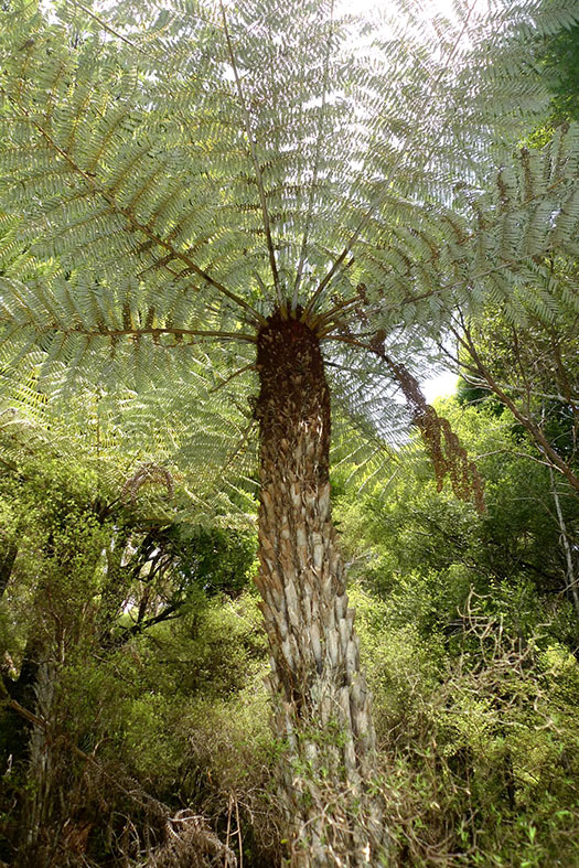 View from the ground looking up at a silver fern tree