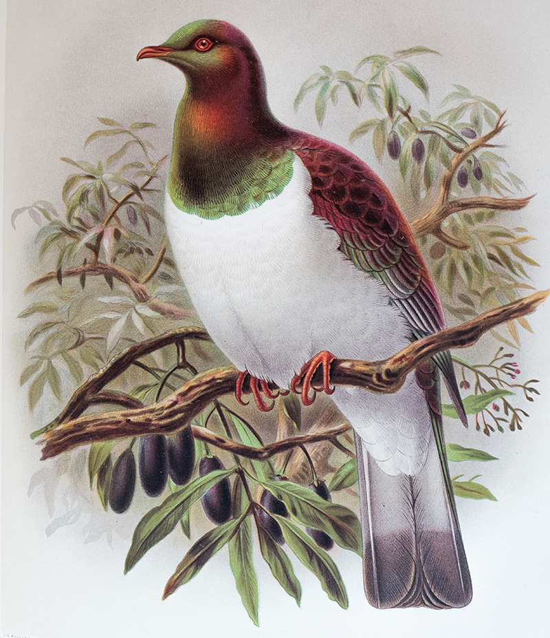 Watercolour painting of a kererū