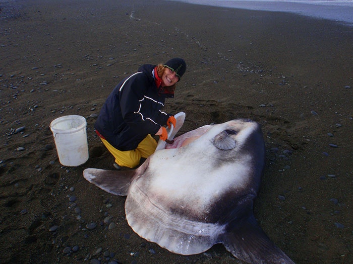 Marianne Nyegaard with the ‘Hoodwinker’ sunfish. Photograph courtesy of Murdoch University Woman poses with a stunfish