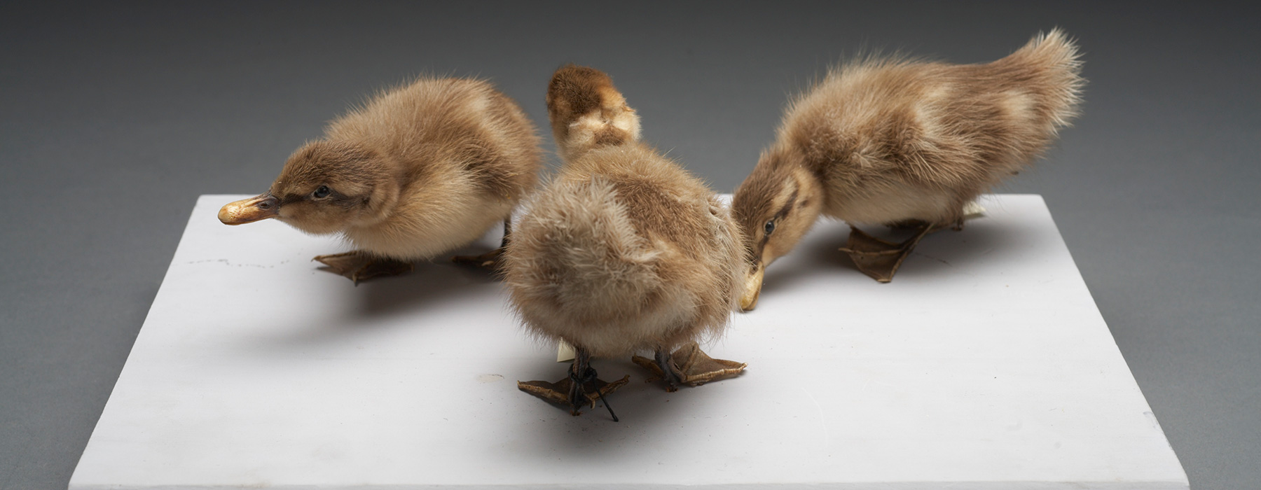 Three taxidermy grey ducklings