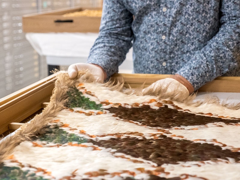 Collection Manager Mark Sykes with a kahu huruhuru (feather cloak), 2018. Photo by Rachael Hockridge. Te Papa Collection Manager with a kahu huruhuru (feather cloak)