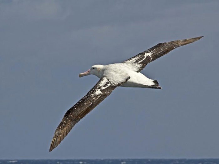 Wandering albatross off the Falkland Islands. Photograph by Rebecca Bowater. NZ Birds Online An albatross flying