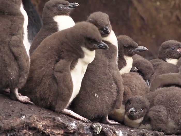 Snares crested penguin chicks, 2013. Still from video by Michael Hall. Te Papa Snares crested penguin chicks