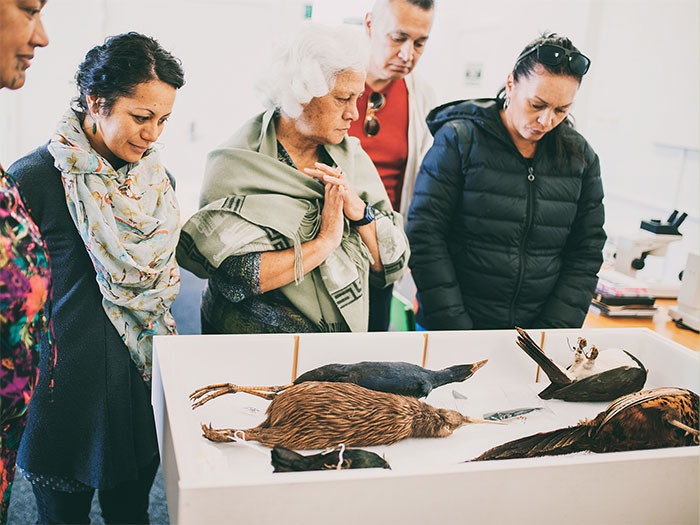 Feather identification workshop, 2016. Te Papa A group look at some dead birds in a box including a kiwi