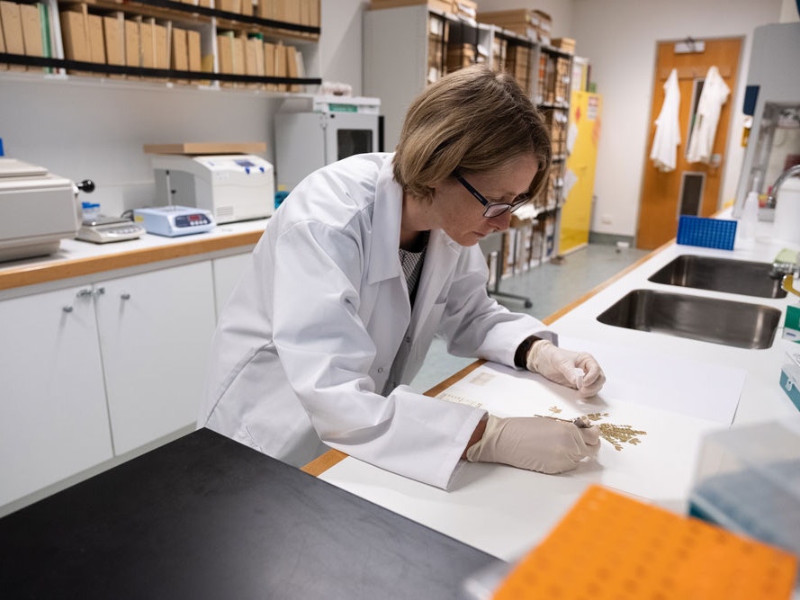 Lara Shepherd sampling a toromiro plant for DNA testing, 2020. Photos by Rachael Hockridge. Te Papa A lady in a lab coat bent over a dried plant, she's holding tweezers