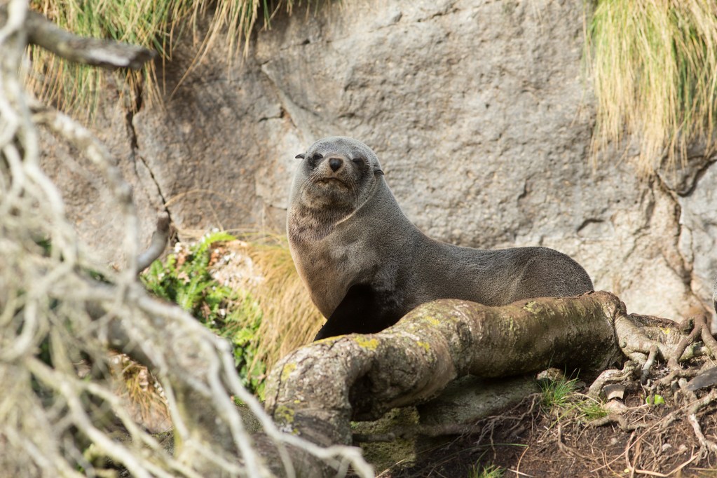 Seals basking on the sun