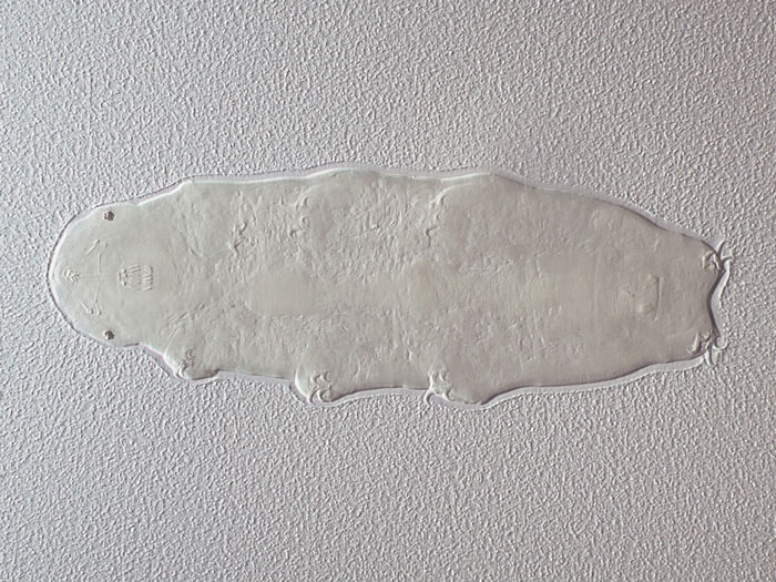 Tardigrade water bear (Hypsibius allisoni). Photograph by Jean-Claude Stahl. Te Papa (AT.000001) Tardigrade water bear seen from under a microscope