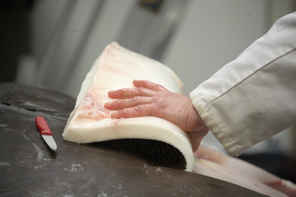 A scientist lifts up the thick skin of the sunfish to look inside