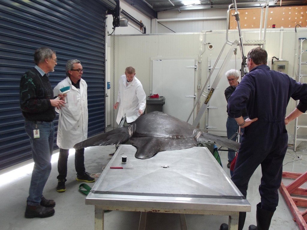 Sunfish science, 2013. Te Papa ""