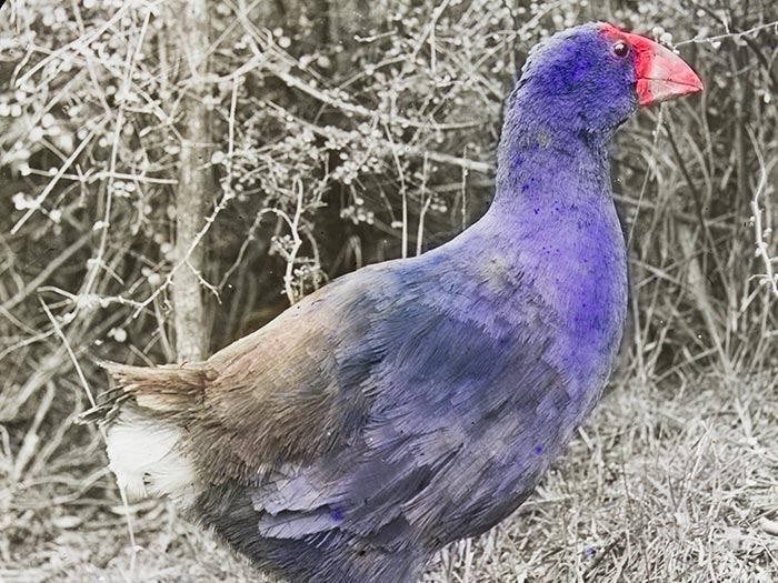 Notornis / Takahe, Dunedin 1895, 1949, by Sir Robert Falla, Augustus Hamilton. Te Papa (LS.003274)