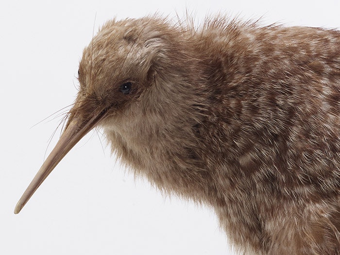 Little Spotted Kiwi, Apteryx owenii. Gift of the The Hawke's Bay Art Gallery and Museum, 1949. CC BY-NC-ND licence. Te Papa (OR.002433) little spotted kiwi