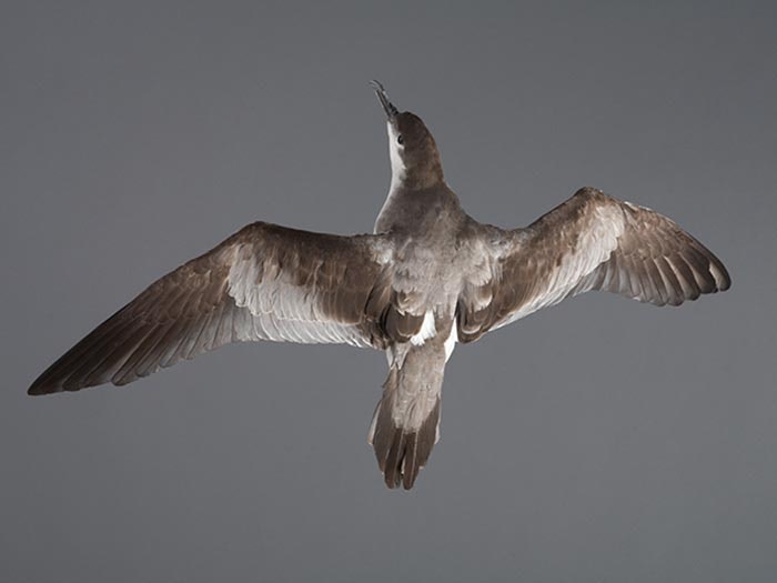 Buller's Shearwater, Puffinus bulleri, collected captive bird. Acquisition history unknown. CC BY-NC-ND licence. Te Papa (OR.025035) Bird in flight