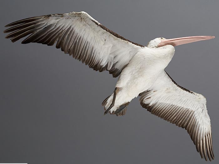 Australian Pelican, Pelecanus conspicillatus, collected presumably Victoria, Australia. CC BY-NC-ND licence. Te Papa (OR.026556) Australian pelican specimen