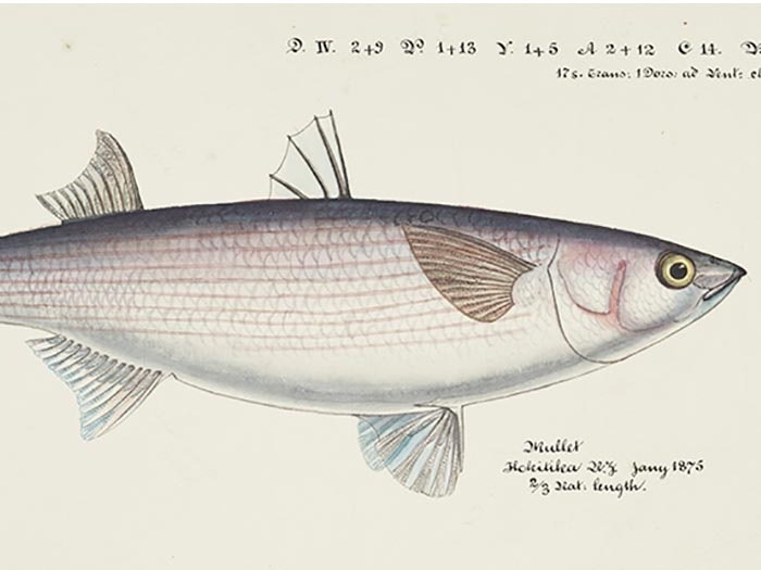 Mugil cephalus, 1875, by Frank Edward Clarke. Purchased 1921. Te Papa (1992-0035-2278/84) Grey mullet