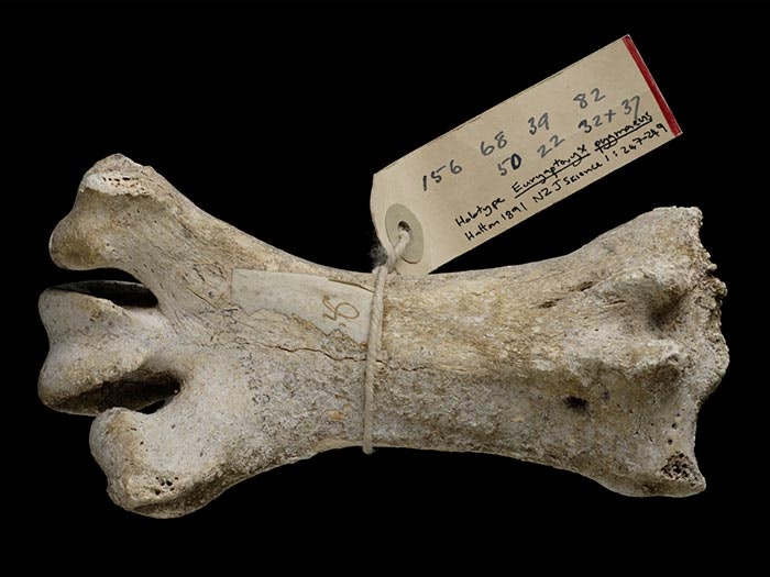 Stout-legged Moa, Euryapteryx geranoides, collected Takaka, New Zealand. CC BY-NC-ND licence. Te Papa (S.024322) Moa bone