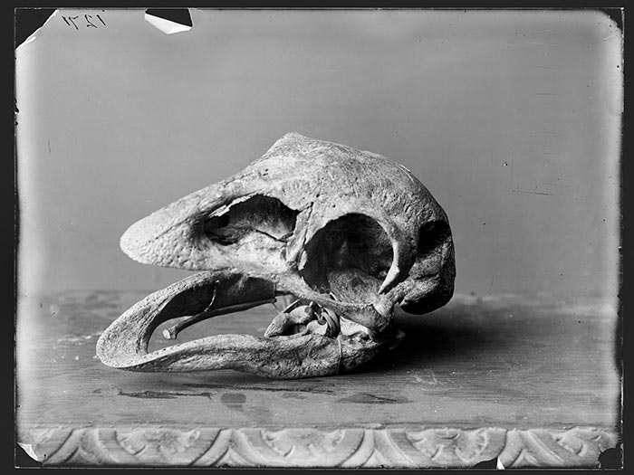Moa skull, circa 1880, Dunedin, by Burton Brothers studio. Te Papa (C.024984) Burton Brothers studio moa skull