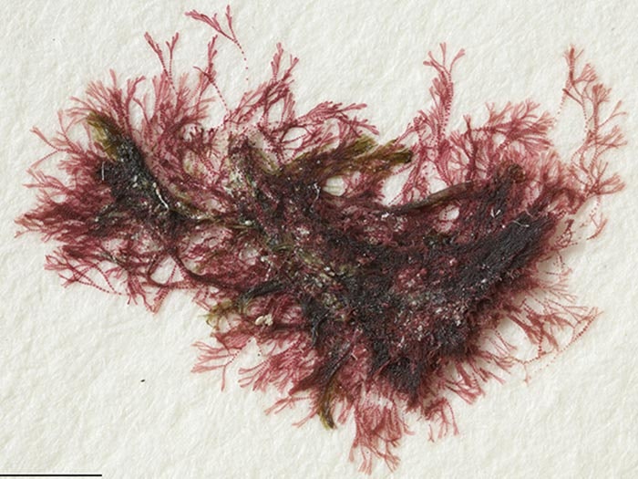 Ceramium flaccidum (Harv. ex Kütz.) Ardiss., collected 22 Jul 1974, Penrhyn, Cook Islands. Gift of Dr Graham MacRaild, date unknown. CC BY-NC-ND licence. Te Papa (A028454) Marine macroalgae (seaweeds)