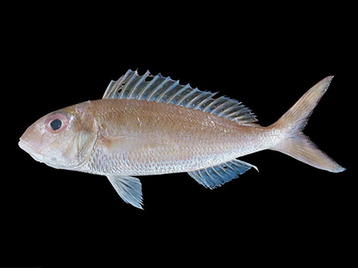 Notchfin bream, Nemipterus peronii (Valenciennes, 1830), collected 11 Oct 1992, Baie de la Dumbae, off Noumea Harbour entrance, New Caledonia, New Caledonia. CC BY-NC-ND licence. Te Papa (P.029437) Notchfin bream