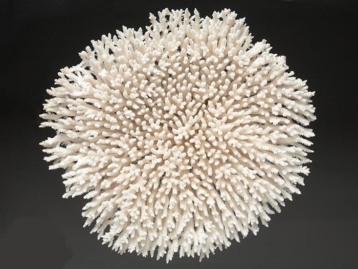 Stony corals, Scleractinia, no station data. CC BY-NC-ND licence. Te Papa (CO.006397) A stony coral