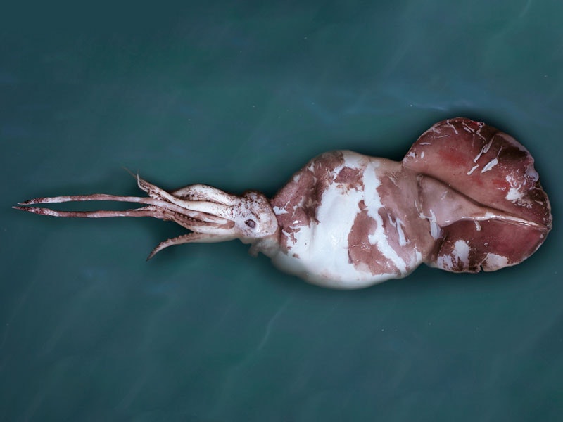 Colossal squid, Mesonychoteuthis hamiltoni Robson, collected 2008, Ross Sea, Antarctica. Gift of the Ministry of Fisheries, 2007. CC BY-NC-ND 4.0. Te Papa (M.190318) Photograph of a colossal squid