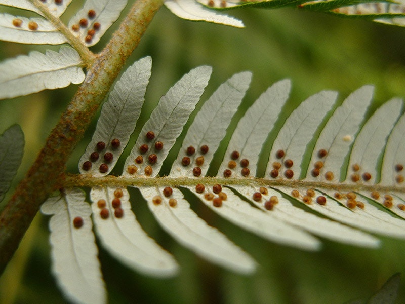 ma_i273000_tepapa_cyathea-dealbata-gforst_full.jpg Underside of a fern frond with brown seed pods