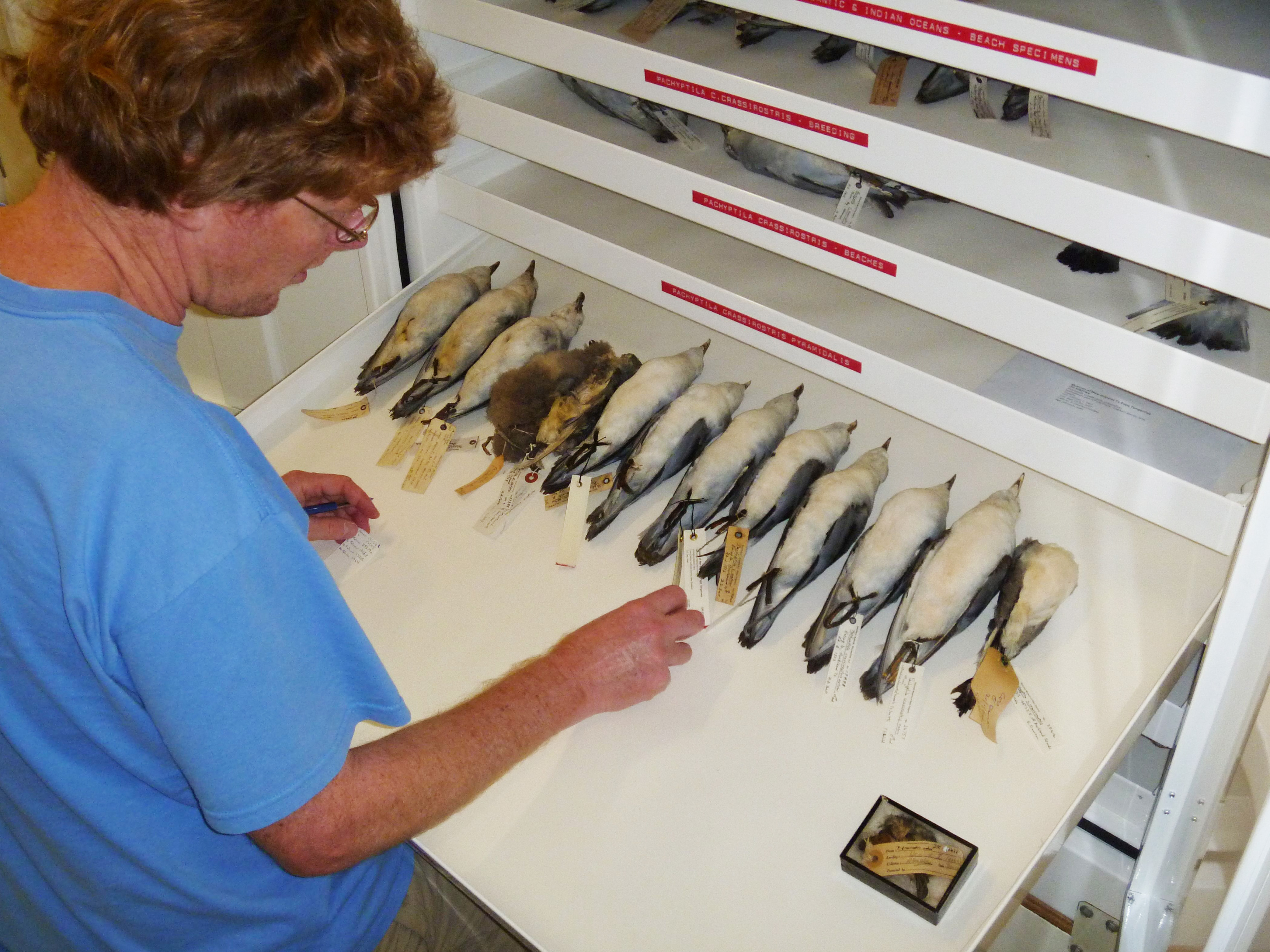 man looking at drawer with dead birds lined up in a row