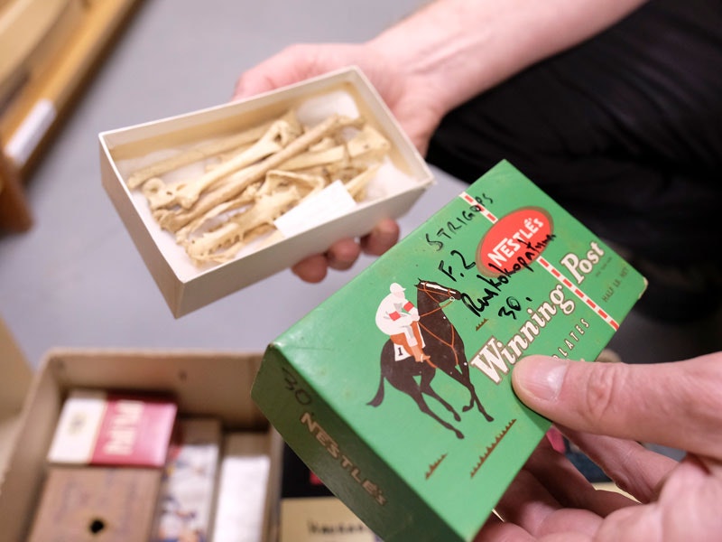 Fossilised bone specimens in a variety of different boxes, 2017. Photos by Rachael Hockridge. Te Papa old-storage-boxes-bones-tepapa-800x600.jpg