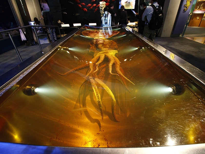 collosal-squid-800x600.jpg A large tank in a museum that has a colossal squid in it.