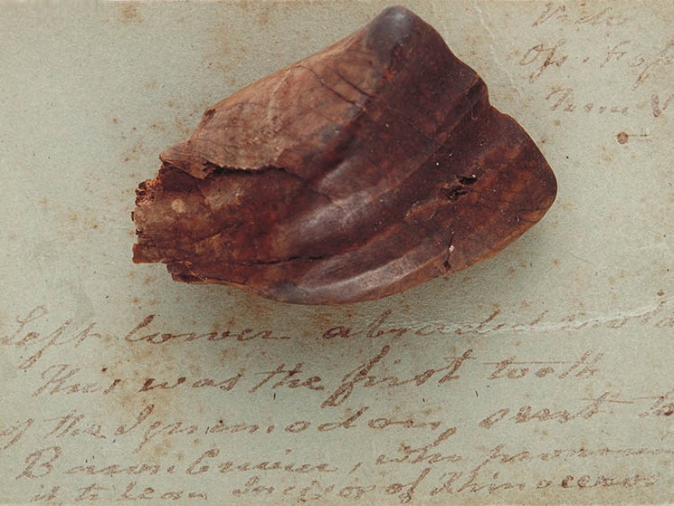 Fossil Iguanodon Tooth, maker unknown. Gift of the Mantell Family, 1930. CC BY-NC-ND licence. Te Papa (GH004839) Fossil Iguanodon Tooth sitting on old stained paper with some writing on it