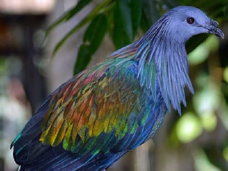 Artist's impression of the new pigeon species Artist's impression of the new pigeon species