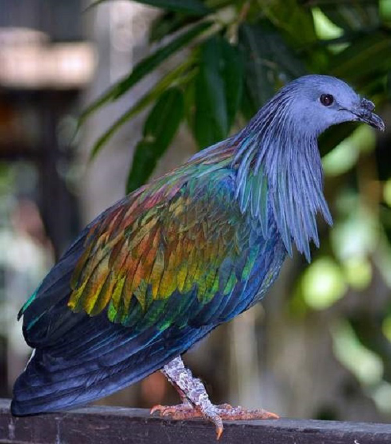 Artist's impression of the extinct Nicobar Pigeon