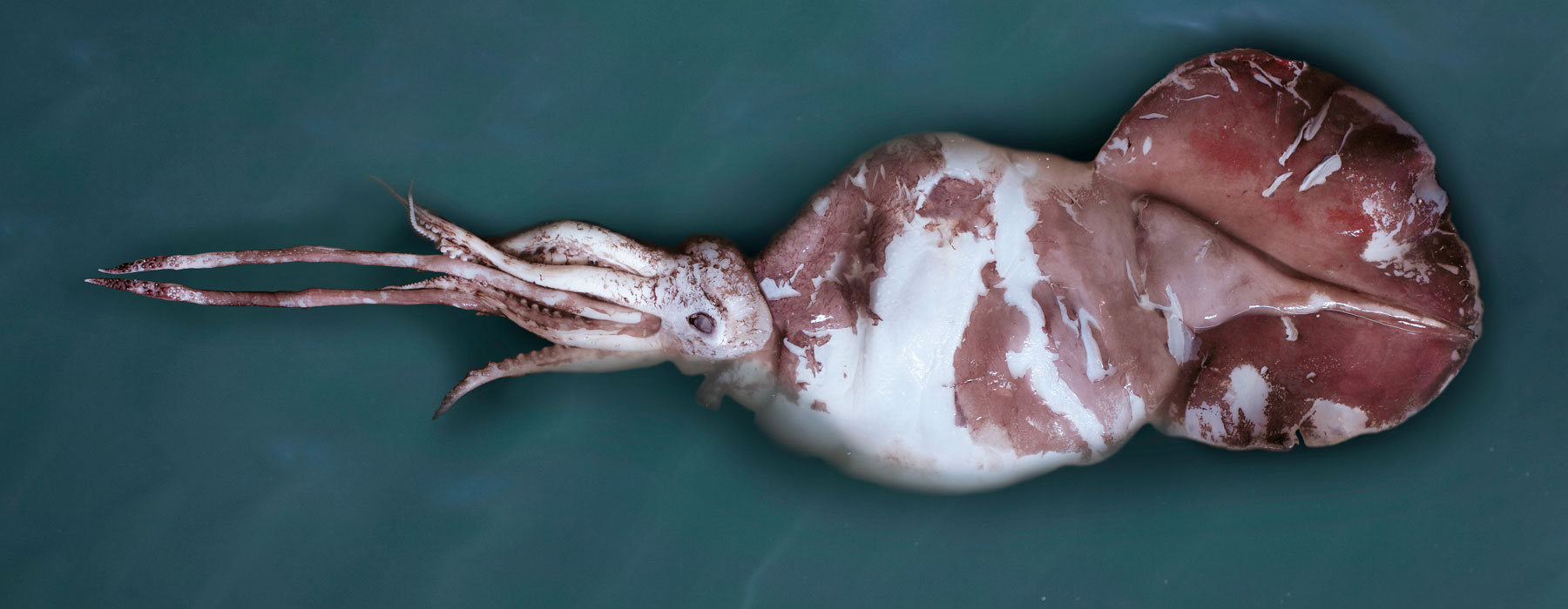 Colossal squid