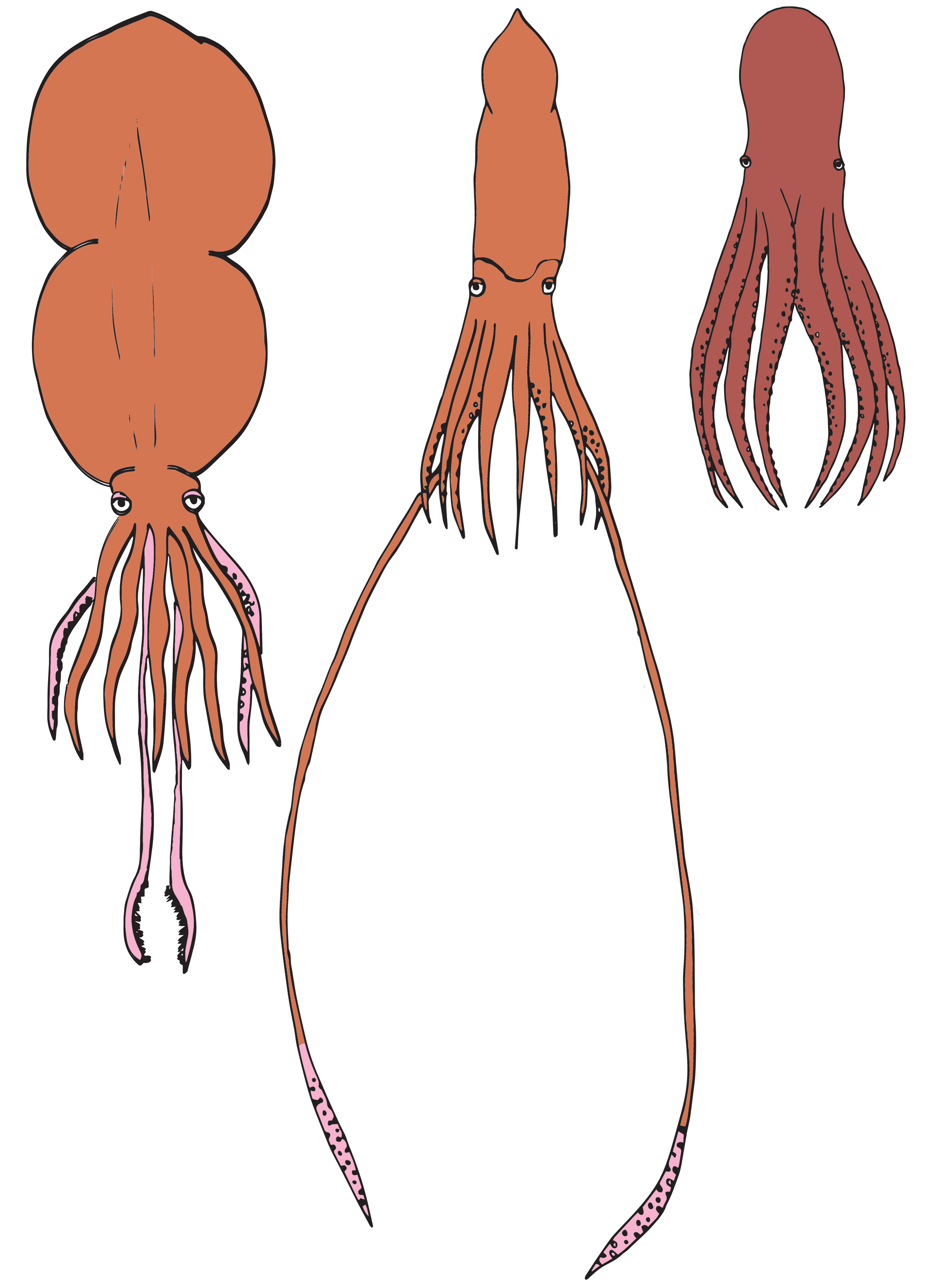 Drawings of a colossal squid, giant squid, and giant Pacific octopus