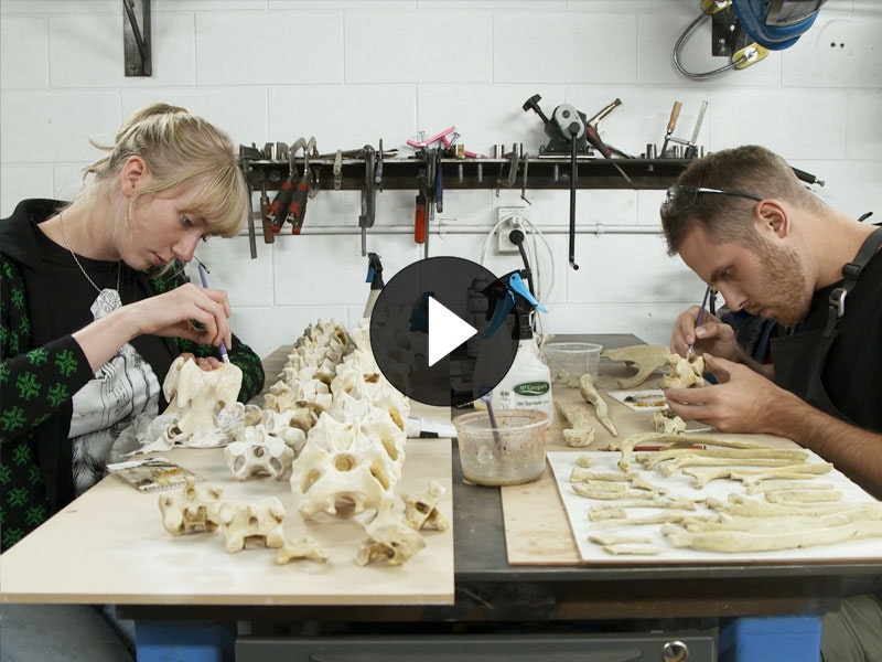 Making the moa, 2019. Te Papa Two people work on a model of full-size model of a moa skeleton