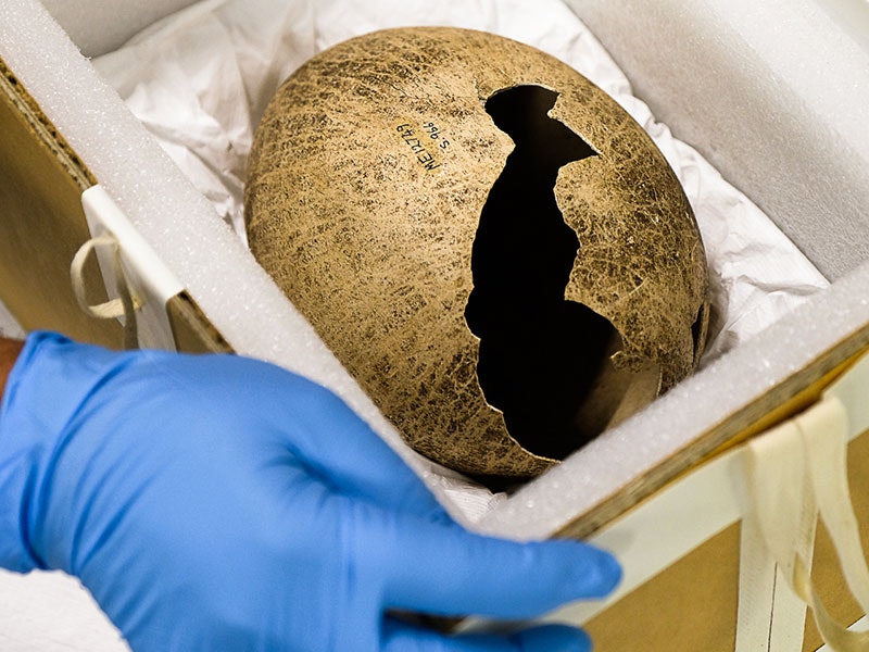 Moa egg from Wairau Bar, 2019. Photo by Jack Fisher. Te Papa moa-egg-800x600.jpg