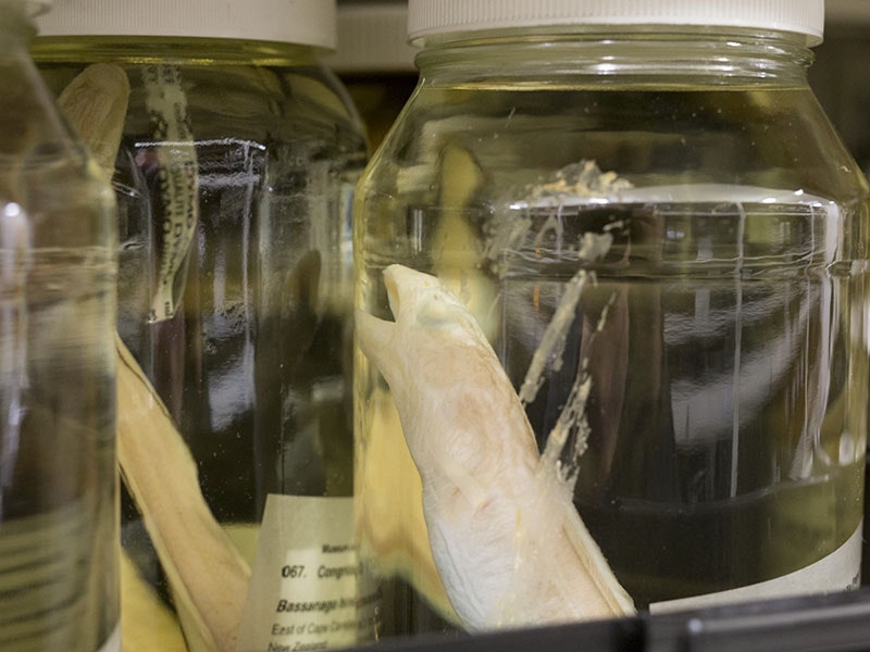 Fish specimens collection store, Te Papa, 2015. Photo by Michael Hall. Te Papa (25469) fish-store-800x600_0.jpg