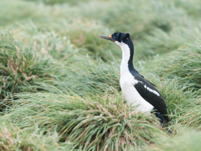 Macquarie Island shag at Macquarie Island. Image: Edin Whitehead, NZ Birds Online A shag in the grass